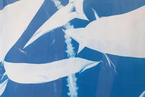 Supernova